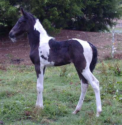 Missouri Fox-Trotter 3 - horse Breeds | ცხენის ჯიშები| cxenis jishebi